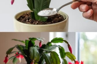 Cum stimulezi înflorirea Crăciuniței