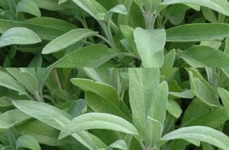 Ceai de salvie – rețetă și mod de administrare