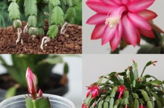 Cum să înmulțești Cactusul de Crăciun pentru o casă plină de flori
