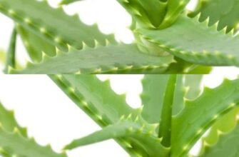 Macerat de Aloe Vera cu Miere