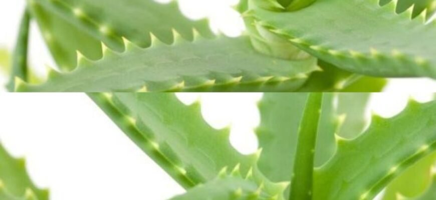 Macerat de Aloe Vera cu Miere