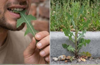 Planta pe care o vedeți în imagine este una dintre cele mai minunate plante din lume...