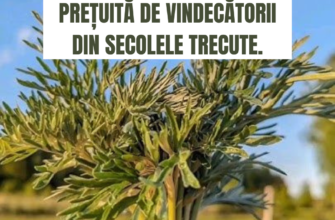 Regina FICATULUI și a stomacului. A fost prețuită de vindecătorii din secolele trecute.