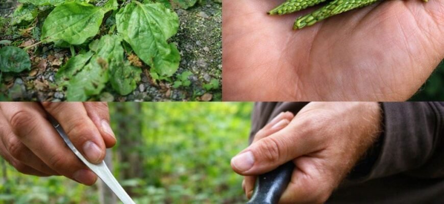 Nu călcați niciodată pe această buruiană; este considerată o „mină de aur” în grădină...